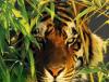 Hidden Tiger