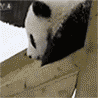 sliding panda
