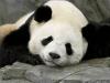 sleepy panda