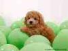 dog playing in green balls