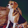 Beagle sitting