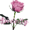 pink rose divinity
