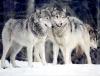 Wolf Pictures