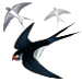 Birds
