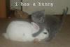 Bunny & Kitty