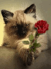 kitty with roses