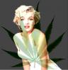 Marilyn Monroe Bud=]