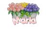 tulips in bucket with name Marla