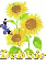 debbie sun flower