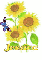 jessica sun flower