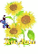 kaylah sun flower