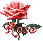 red rose "rose"