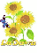 ladawn sun flower
