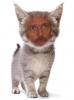 What Hugh Laurie would look like with a kittens body