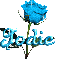 baby blue rose jodie