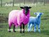 Colored Sheep