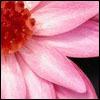 Upclose Pink Flower