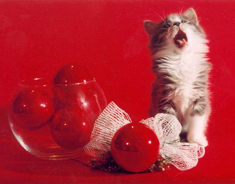 KITTEN