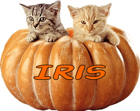 Cats in a Pumpkin - Iris