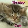 sleepy cat