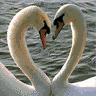 Swan Love{shape of a HEART}