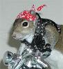 biker squirrel