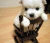 Puppy on chair