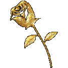 gold rose