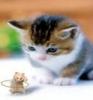 kitty and mouse