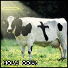 Holy Cow