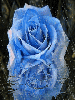 blue rose in the rain