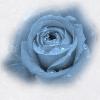 Dew on a blue rose