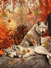 autumn wolves
