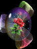 rose globe