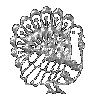 silver turkey avatar