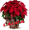 Christmas Flower - Laura