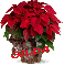 Christmas Flower - Gilda