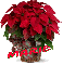 Christmas Flower - Marie