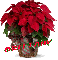 Christmas Flower - Brittany