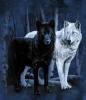 black and white wolves