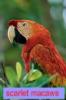 a scarlet macaw