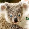 Blue eyed Koala?