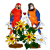 love parrots