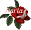 Butterfly Red Rose - Darla