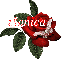 Butterfly Red Rose - Monica
