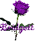 purple rose bridgett