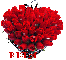 Red Roses-Rita