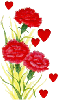 valentine carnations