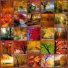 Autumn Collage