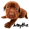 Cute Puppy - Maythe